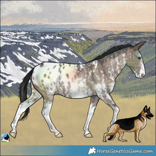 Horse Color:Liver Red Dun Sabino Varnish Brindle 