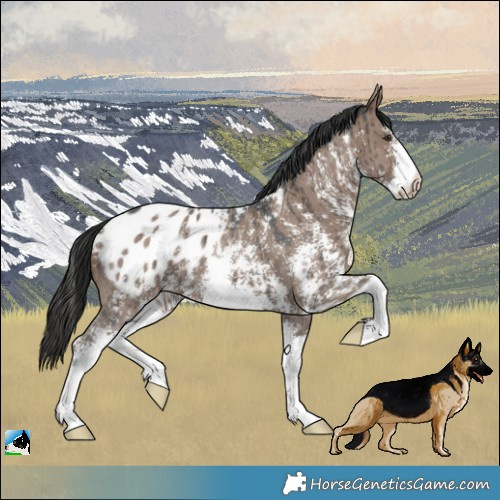Horse Color:Liver Red Dun Sabino Appaloosa Brindle 