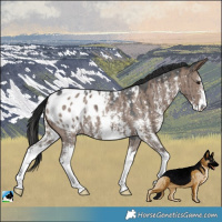 Horse Color:Liver Red Dun Sabino Blanket Brindle 