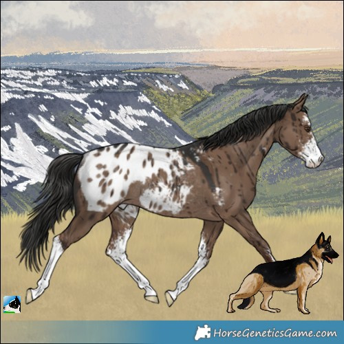 Horse Color:Liver Red Dun Sabino Appaloosa Rabicano Brindle