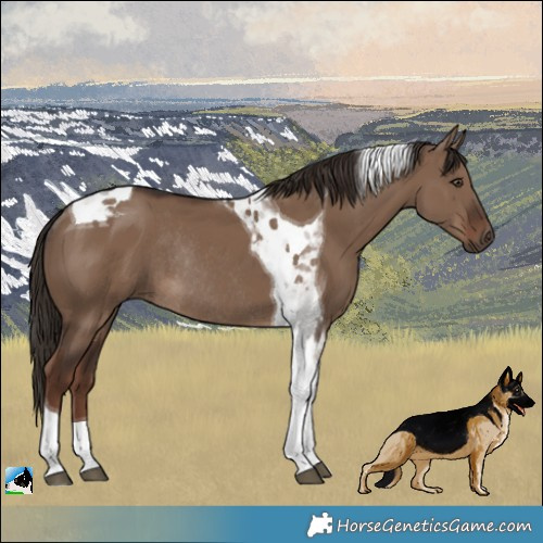 Horse Color:Liver Red Dun Tobiano Rabicano 