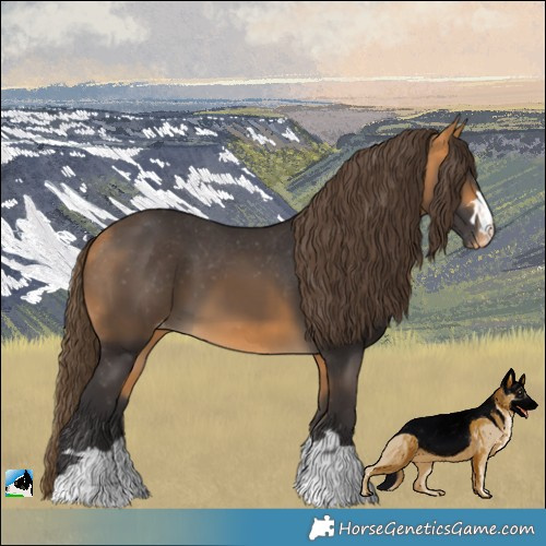 Horse Color:Buckskin Appaloosa 