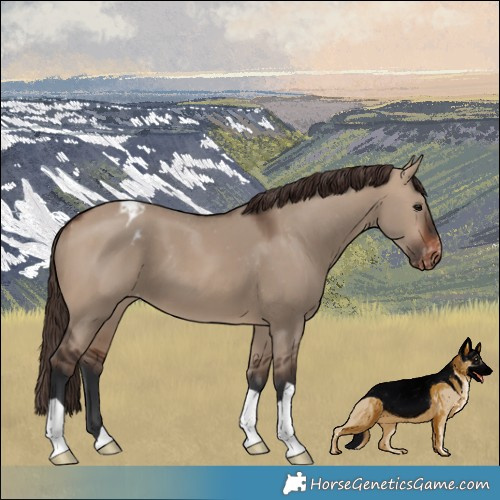 Horse Color:Brown Dun Appaloosa 