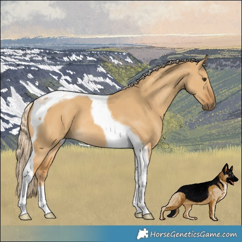 Horse Color:Palomino Dun Tobiano 