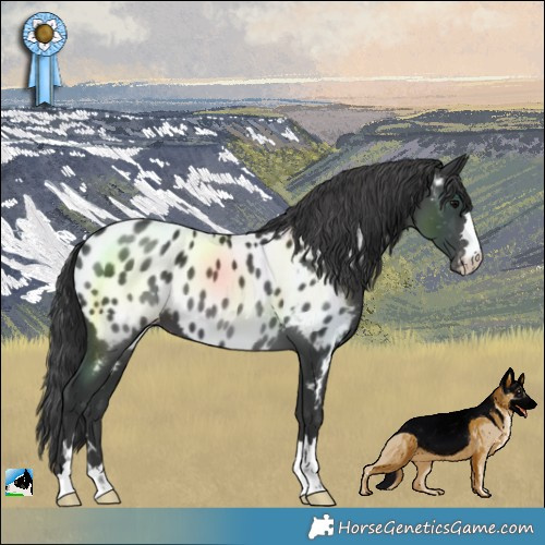 Horse Color:Black Blanket