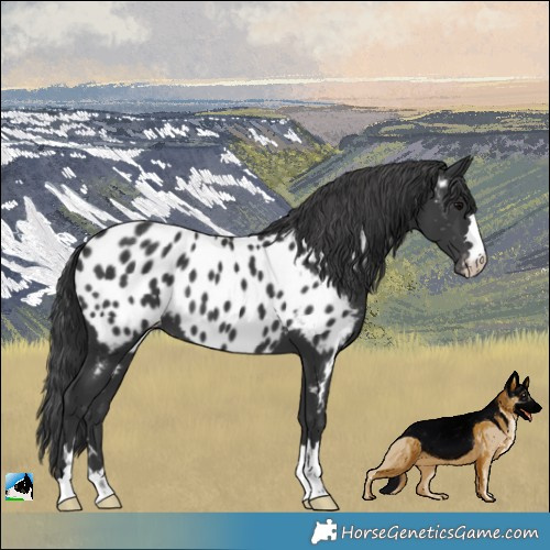Horse Color:Black Blanket