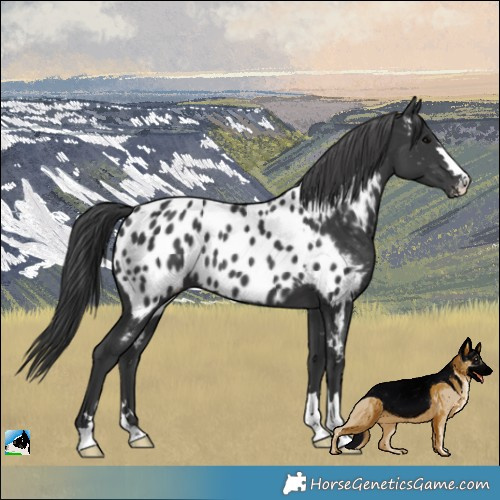 Horse Color:Black Appaloosa