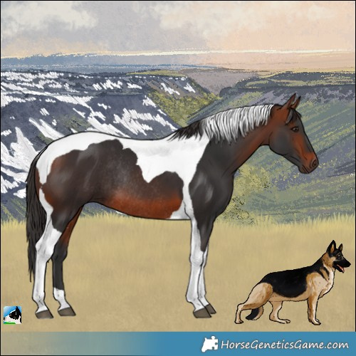 Horse Color:Bay Tobiano Rabicano 