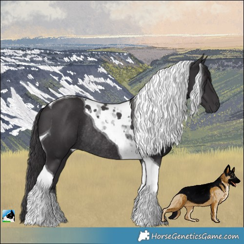 Horse Color:Smoky Black Tobiano Rabicano