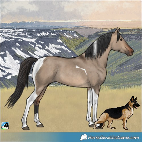 Horse Color:Bay Dun Tobiano Rabicano