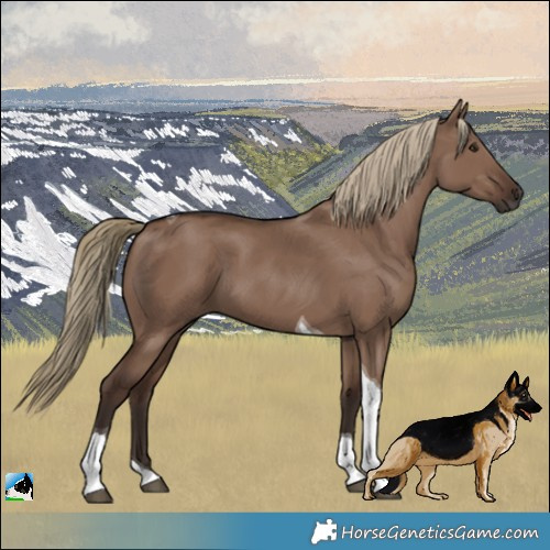 Horse Color:Liver Red Dun Tobiano 