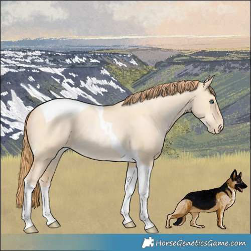Horse Color:Buckskin Pearl Dun Tobiano 