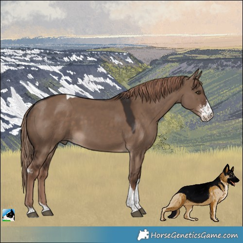 Horse Color:Liver Red Dun Sabino Tobiano Rabicano 