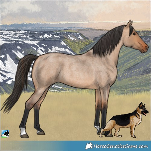 Horse Color:Bay Roan Dun 