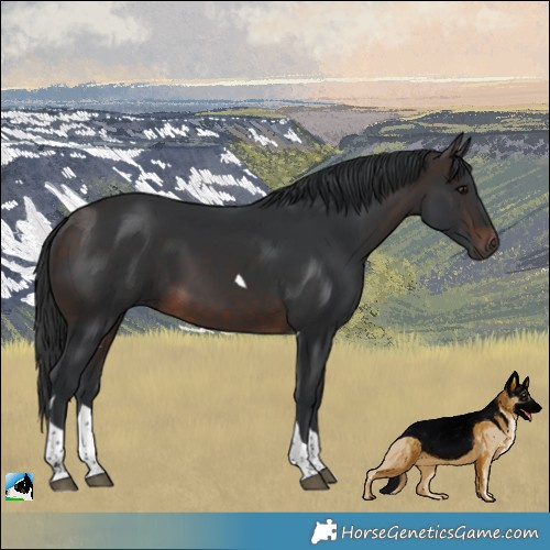 Horse Color:Brown Tobiano 