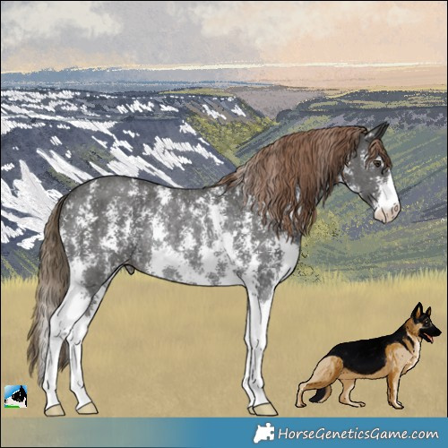 Horse Color:Liver Chestnut Sabino Appaloosa Rabicano