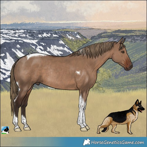 Horse Color:Liver Red Dun Tobiano Rabicano