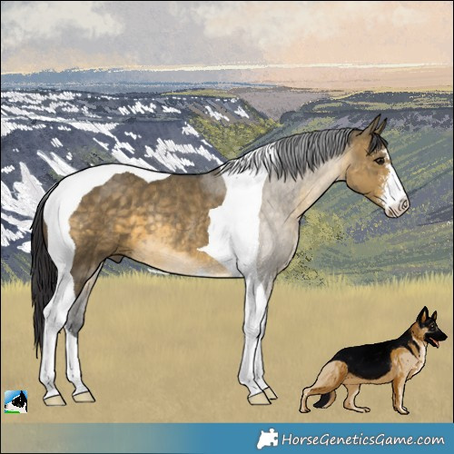 Horse Color:Buckskin Dun Sabino Tobiano Rabicano