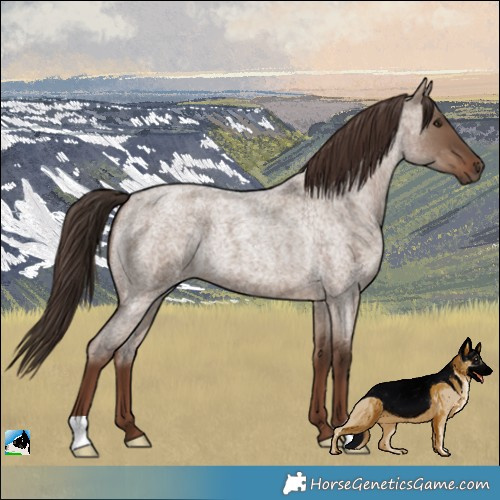 Horse Color:Liver Red Dun Roan