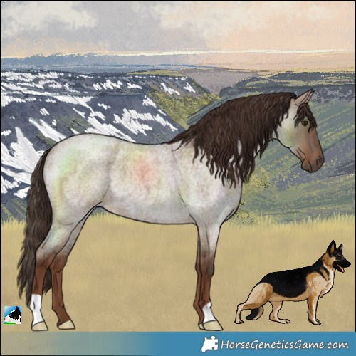 Horse Color:Liver Red Dun Roan