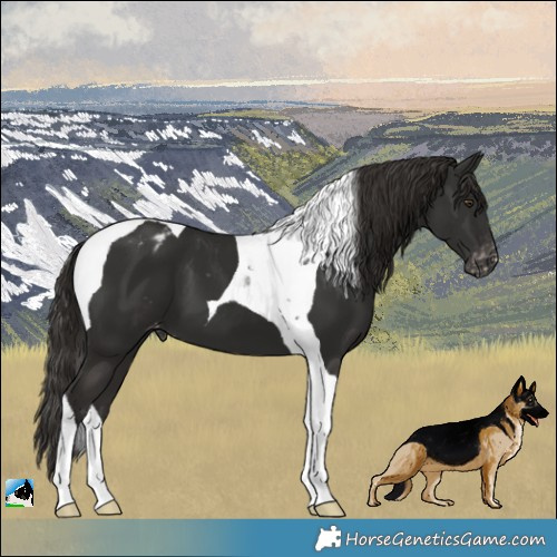 Horse Color:Liver Chestnut Tobiano Varnish 