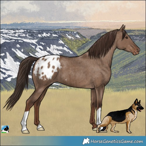 Horse Color:Liver Red Dun Appaloosa Brindle