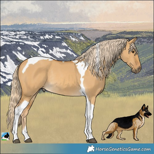 Horse Color:Palomino Dun Tobiano Rabicano 