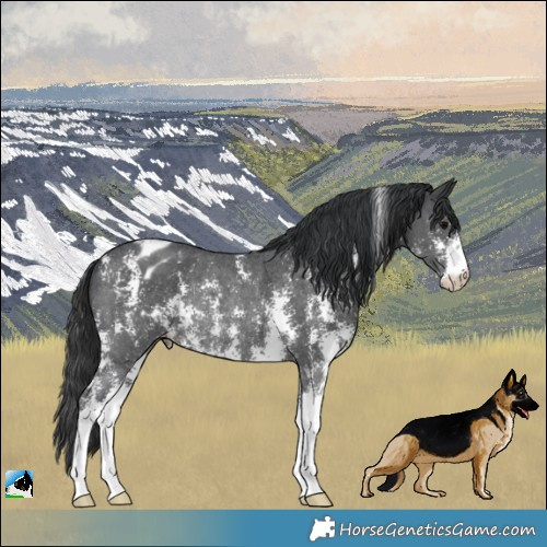 Horse Color:Black Sabino Appaloosa Rabicano 