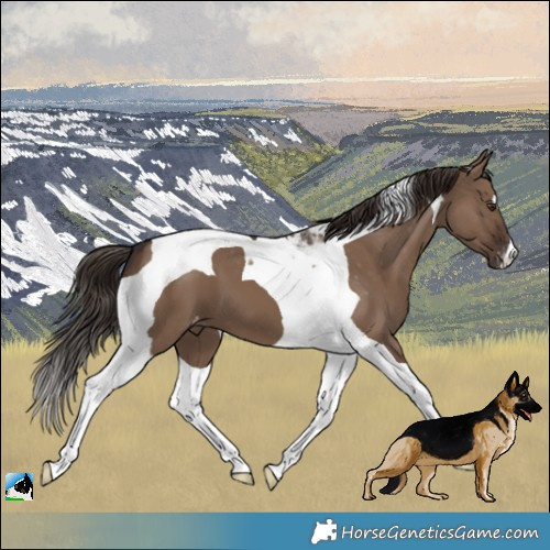 Horse Color:Liver Red Dun Tobiano Appaloosa 