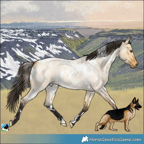 Horse Color:White Spotted Buckskin Roan Dun 