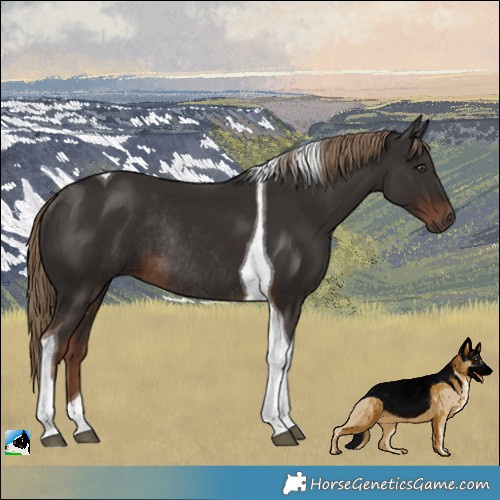 Horse Color:Liver Chestnut Tobiano Rabicano 