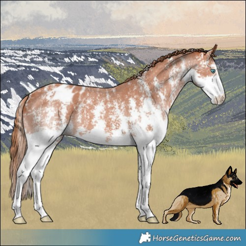 Horse Color:Chestnut Sabino Splash Appaloosa 
