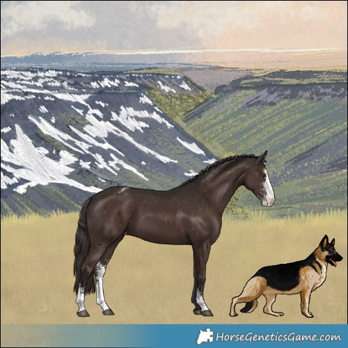 Horse Color:Liver Chestnut Sabino Varnish