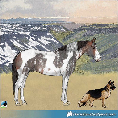 Horse Color:Bay Sabino Tobiano Rabicano 