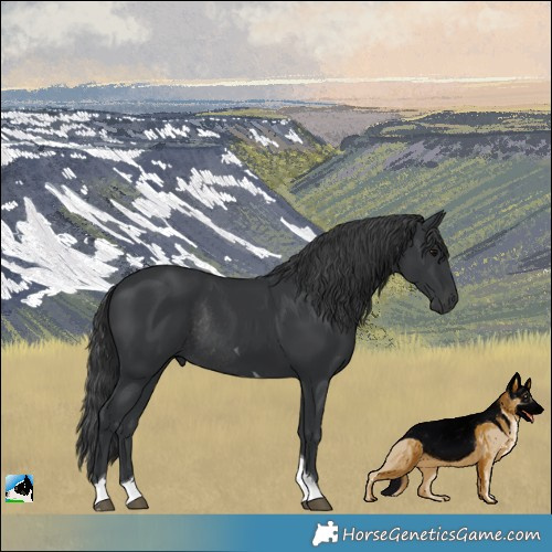 Horse Color:Black Tobiano Rabicano 