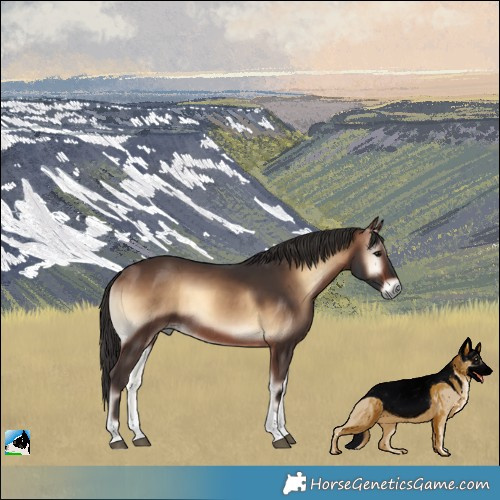 Horse Color:Brown Onyx Tobiano Rabicano 