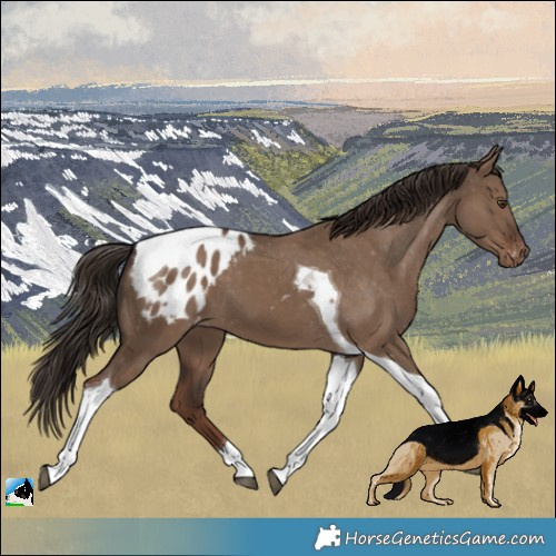 Horse Color:Liver Red Dun Tobiano Appaloosa 