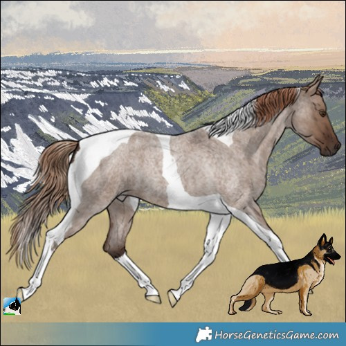 Horse Color:Liver Red Dun Roan Tobiano 