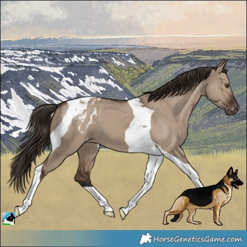 Horse Color:Liver Red Dun Tobiano Appaloosa 
