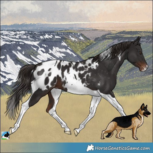 Horse Color:Liver Chestnut Tobiano Appaloosa 