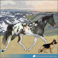 Horse Color:Liver Chestnut Tobiano Blanket 