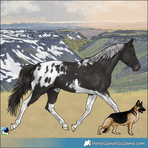 Horse Color:Liver Chestnut Tobiano Blanket 