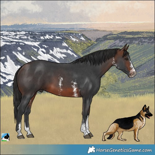 Horse Color:Brown Sabino Tobiano 