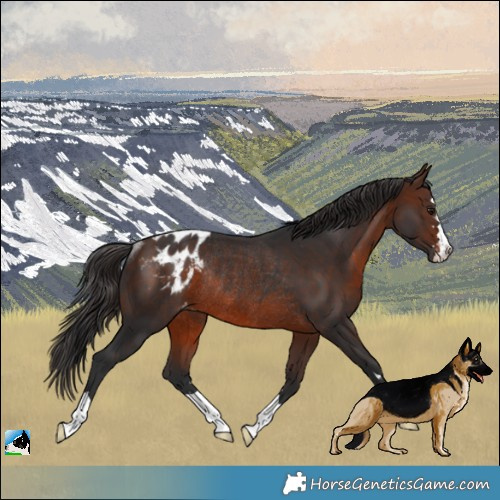Horse Color:Brown Appaloosa Rabicano 