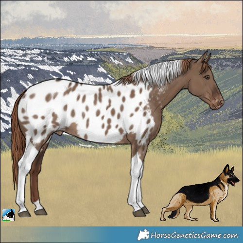 Horse Color:Liver Red Dun Tobiano Appaloosa Rabicano 