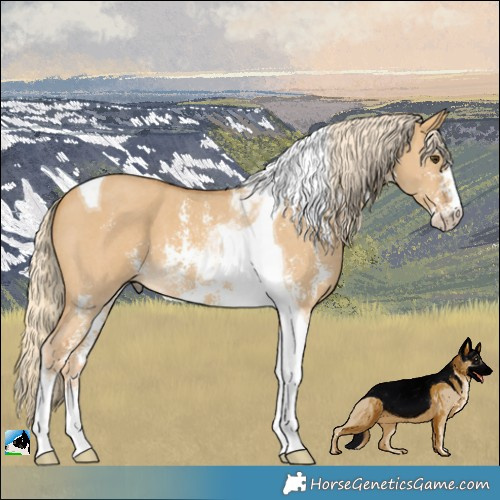 Horse Color:Palomino Dun Sabino Tobiano 