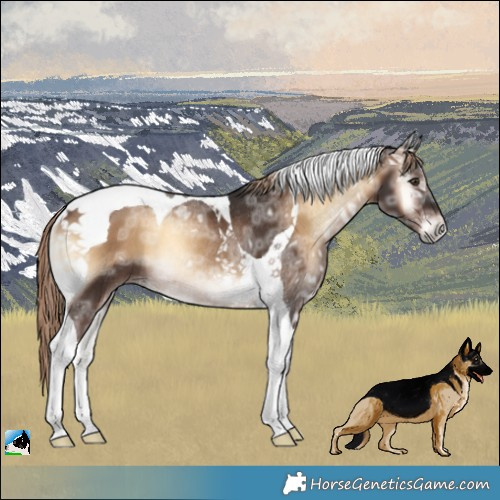 Horse Color:Liver Red Onyx Ice Tobiano Rabicano 