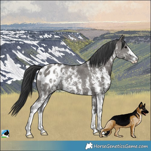 Horse Color:Grullo Sabino Appaloosa