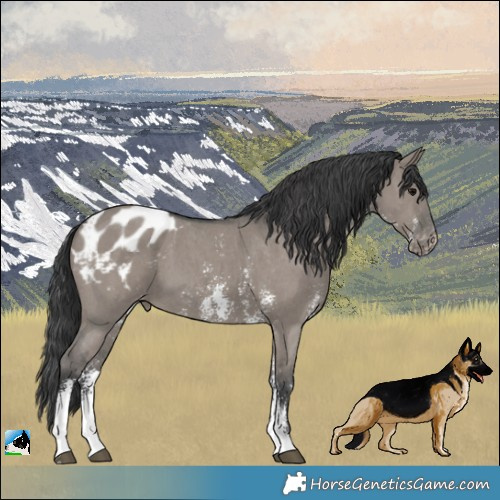 Horse Color:Grullo Sabino Appaloosa 