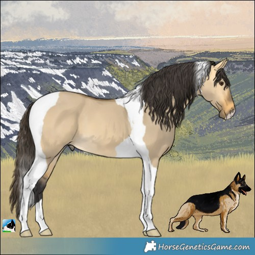 Horse Color:Buckskin Dun Tobiano